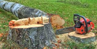 Best Stump Grinding and Removal  in South Amboy, NJ